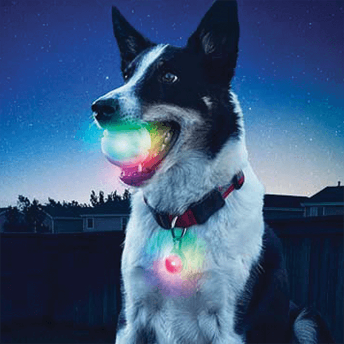 Pet Products available at Battery Joe